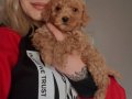 Eğitim Okulundan Toy Poodle Bebekler