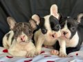 Alacalı Desen Fransız Bulldog yavrularımız