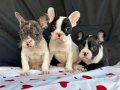 Alacalı Desen Fransız Bulldog yavrularımız