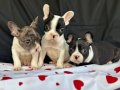 Alacalı Desen Fransız Bulldog yavrularımız