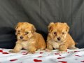 Yumuşacık Morkie Yavrularımız 