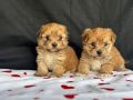 Yumuşacık Morkie Yavrularımız 