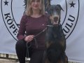 Ful Eğitimli Doberman