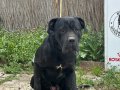 Eğitimli Genç Cane Corso 