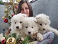 Samoyed yavrularımız 
