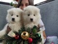 Samoyed yavrularımız 