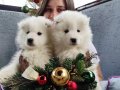 Samoyed yavrularımız 