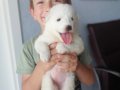 Samoyed yavrularımız 