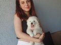 Samoyed yavrularımız 