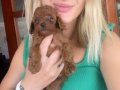 Toy poodle yavrularım