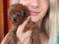 Toy poodle yavrularım