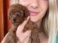 Toy poodle yavrularım