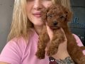 Toy Poodle Yavruları