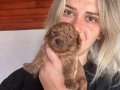 Toy Poodle Yavruları
