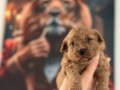 Toy Poodle Yavruları