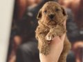 Toy Poodle Yavruları