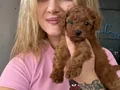 Safkan Toy Poodle Yavrular