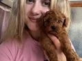 Safkan Toy Poodle Yavrular