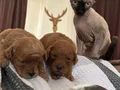 Safkan Toy Poodle Yavrular