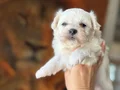 Safkan Maltese Yavruları