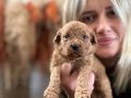 Toy Poodle Yavruları