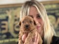 Toy Poodle Yavruları