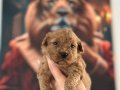 Toy Poodle Yavruları