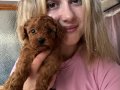Toy Poodle Yavruları