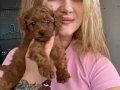 Toy Poodle Yavruları