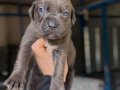 Dev Cane Corso Yavrular