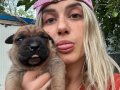 Dev Cane Corso Yavrular