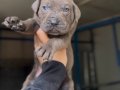 Dev Cane Corso Yavrular