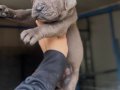 Dev Cane Corso Yavrular