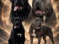 Dev Cane Corso Yavrular