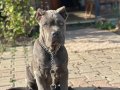Dev Cane Corso Yavrular
