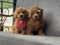 Toy Poodle Yavruları