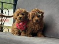 Toy Poodle Yavruları