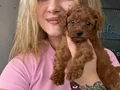 Toy Poodle Yavruları