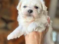 Maltese Yavruları