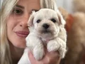 Maltese Yavruları