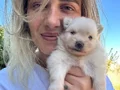 Pomeranian Yavrularımız