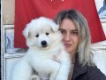 Samoyed Yavrular