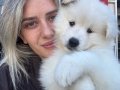 Samoyed Yavrular