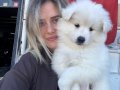 Samoyed Yavrular