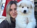 Samoyed Yavrular