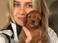 12 Yıllık üreticiden Maltipoo Yavruları