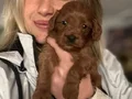 12 Yıllık üreticiden Maltipoo Yavruları