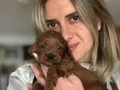 12 Yıllık üreticiden Maltipoo Yavruları