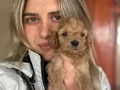 12 Yıllık üreticiden Maltipoo Yavruları