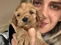 12 Yıllık üreticiden Maltipoo Yavruları